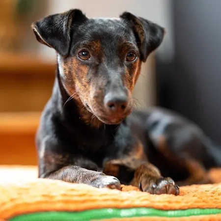 Schlommefurth 3* St. Vith