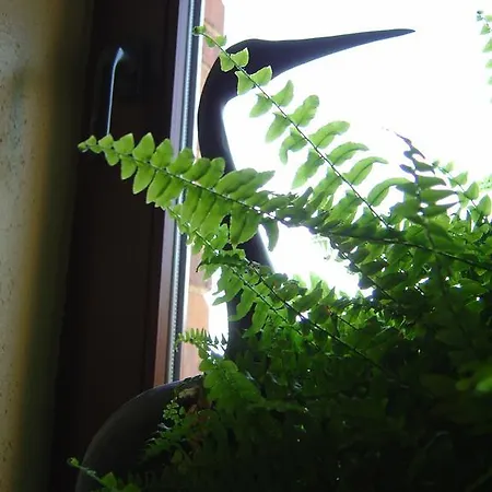 Schlommefurth Bed and breakfast St. Vith