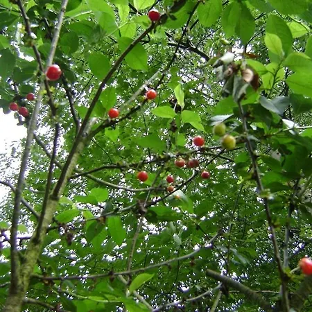 Schlommefurth Bed and breakfast