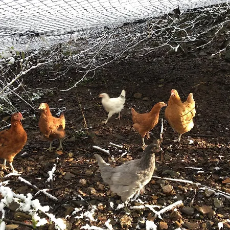 Schlommefurth 상트비스