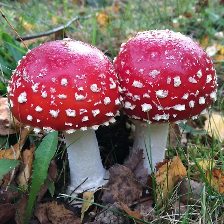 Schlommefurth Bed and breakfast